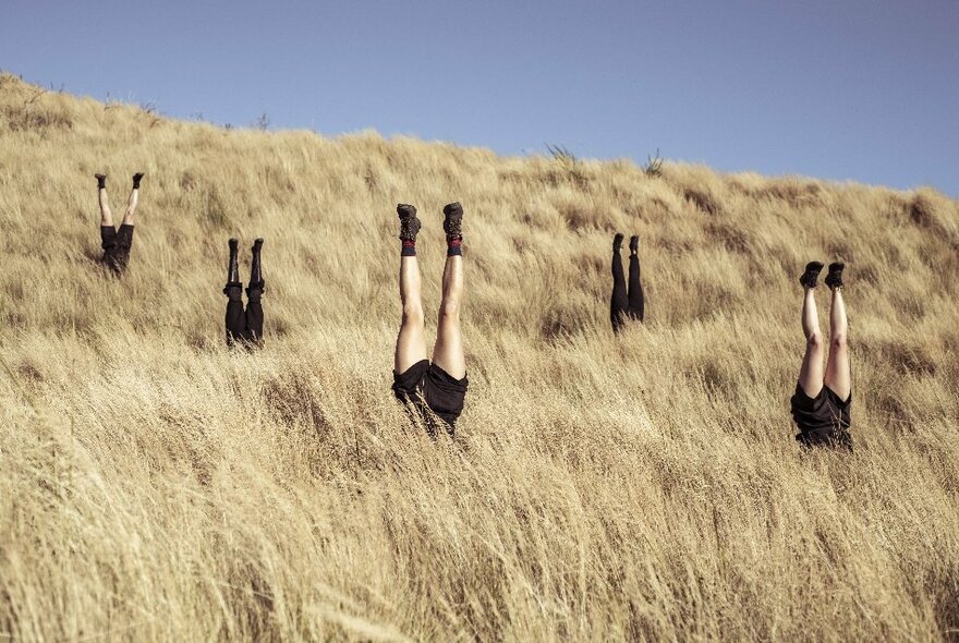 Five people performing handstands outdoors in long native grasses, so that only their upside down legs are visible, their torsos and heads hidden in the grasses.