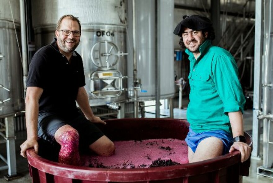 Two men wearing shorts and standing in a large mixing vat of red grapes, stomping them with their feet, located in an industrial winery cellar with stainless steel equipment in the background.