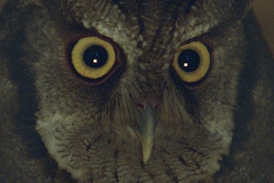 A close-up of the haunting round eyes and feathered face of an owl.