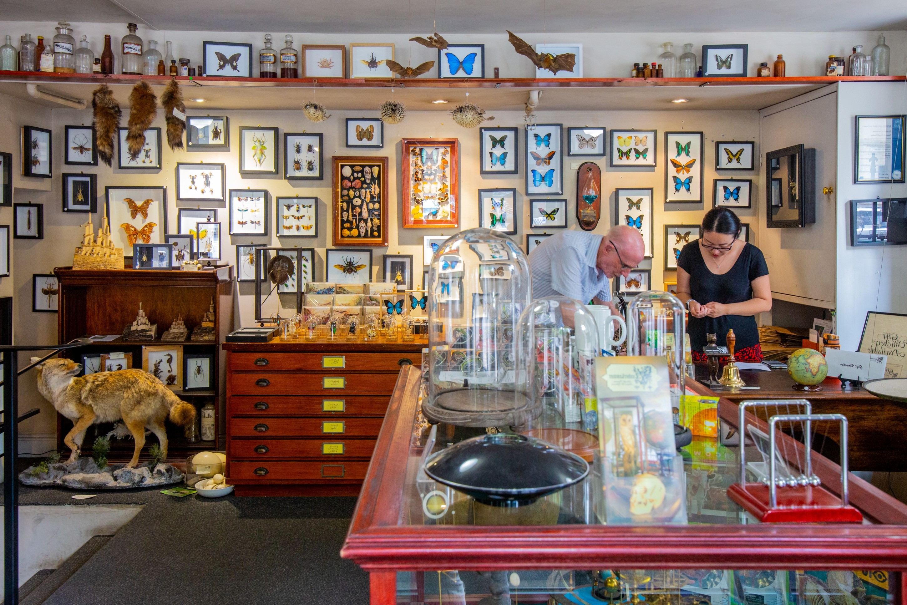 two shoppers browse a store with taxidermy