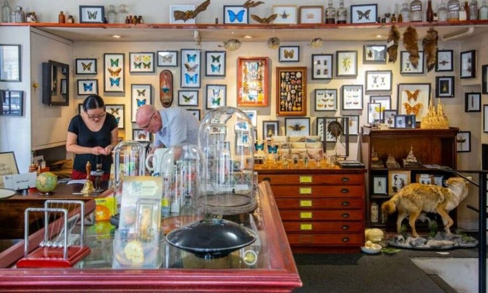 A woman and a man observing artefacts in a gift shop with taxidermy animals. 