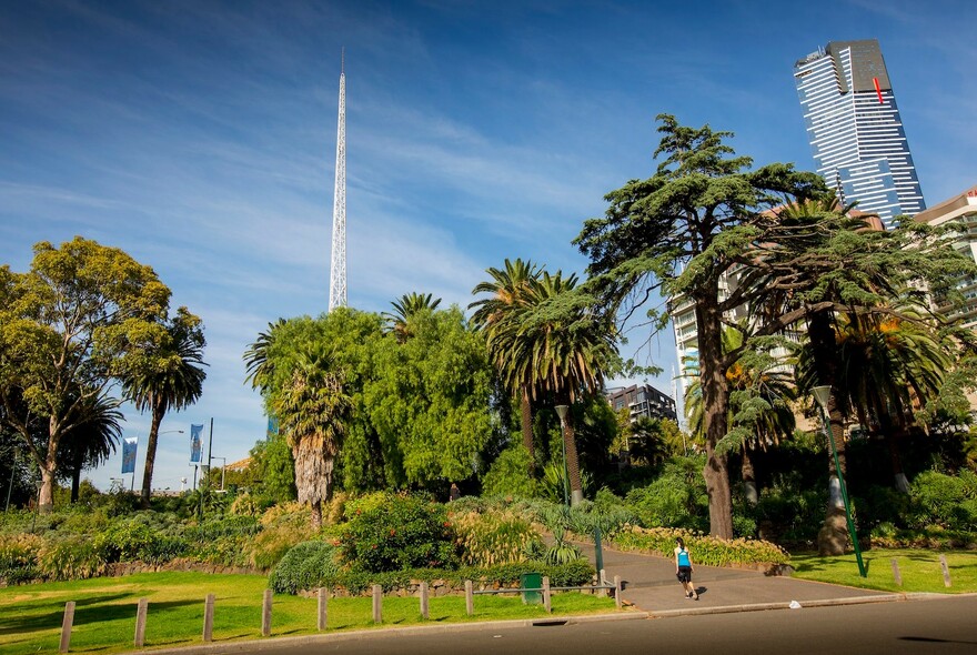 Trees in Alexandra Gardens.