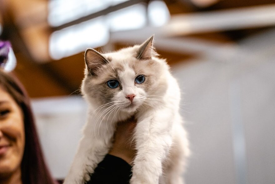 A docile fluffy white cat being held up by a person.