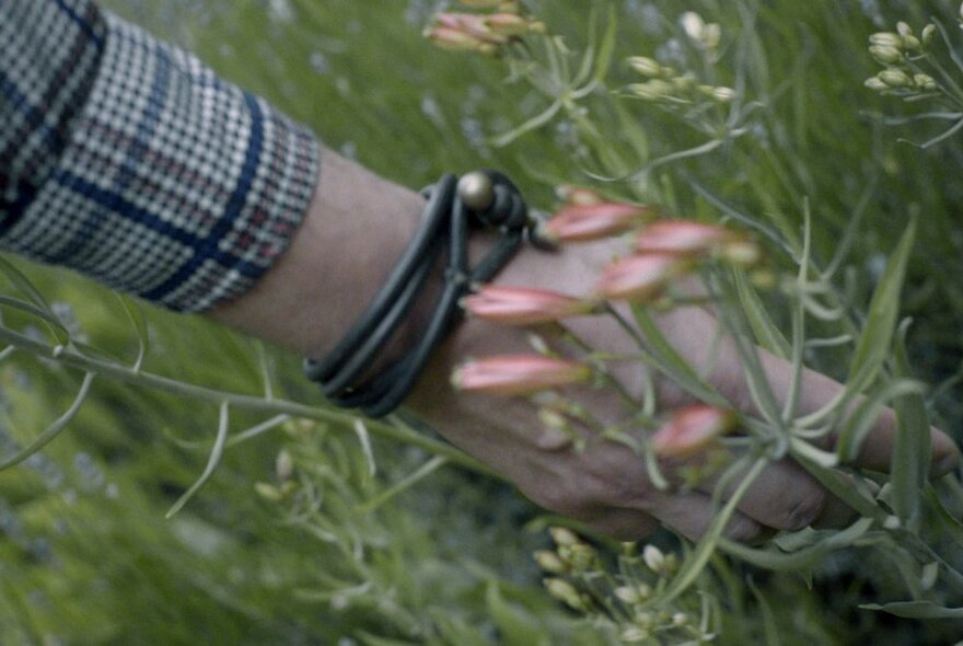 A forearm and hand in between some outdoor green grasses and foliage.