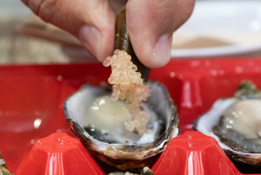 A man's hand using tweezers to place roe into a shucked oyster resting in a red plastic container.