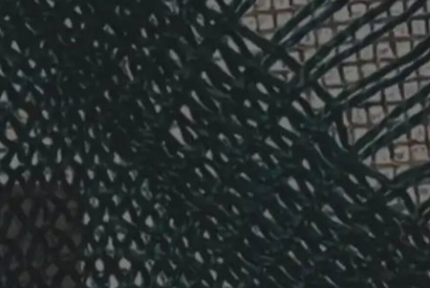 A close up of black webbing.