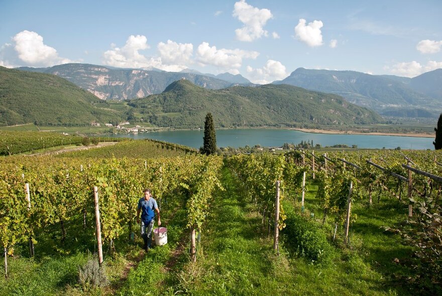 Picturesque view of a worker walking through a vineyard, with a lake, mountains and blue sky in the background.