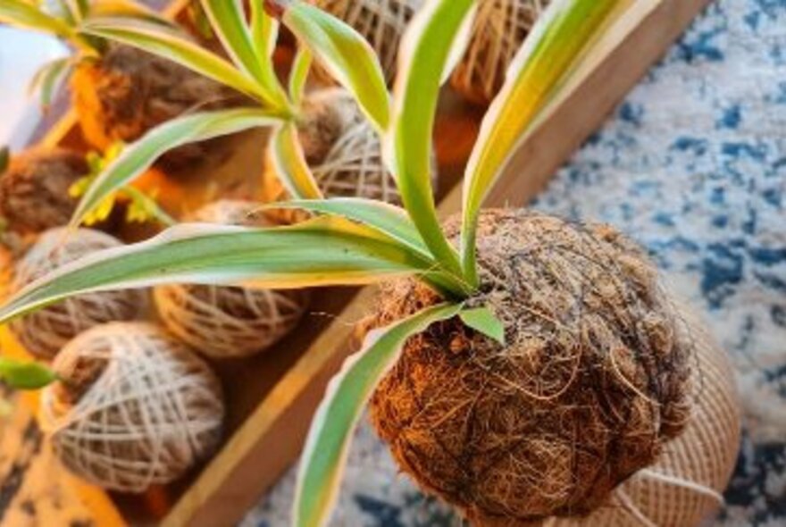 A Kokedama ball with a plant sprouting out the top. 