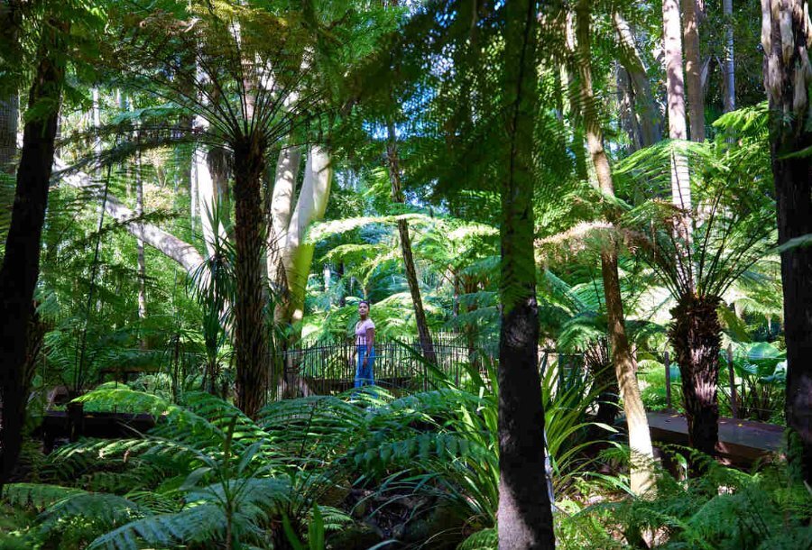 A wide shot of a girl in the Royal Botanic Gardens on a walking bridge looking up at trees.