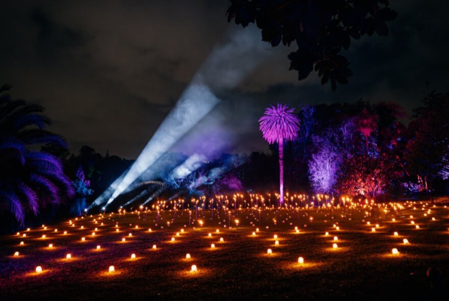 Lightscape candlelit images and purple-lit trees.