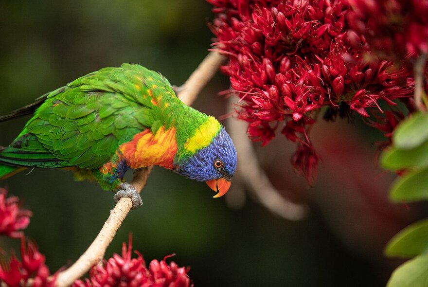 A brightly coloured lorikeet perched on a thin branch of a tree with red flowers.