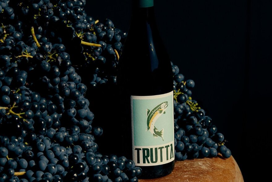 A bottle of Trutta wine (a trout on the label) nestled into a pile of dark wine grapes. 