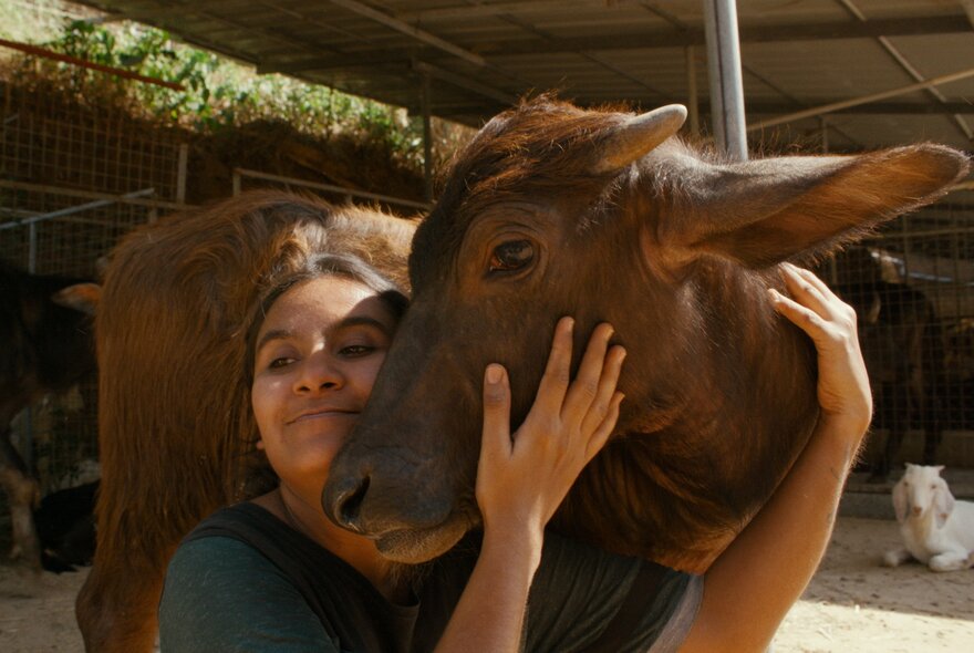 A person embracing a dark-brown water buffalo or a cow, in an outdoor shelter setting.