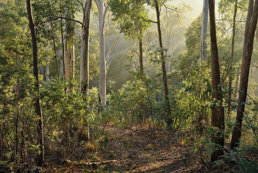 Early morning in an Australian forest, featuring tall, slender eucalyptus trees with smooth, light-colored bark and sunlight filtering in through the canopy.