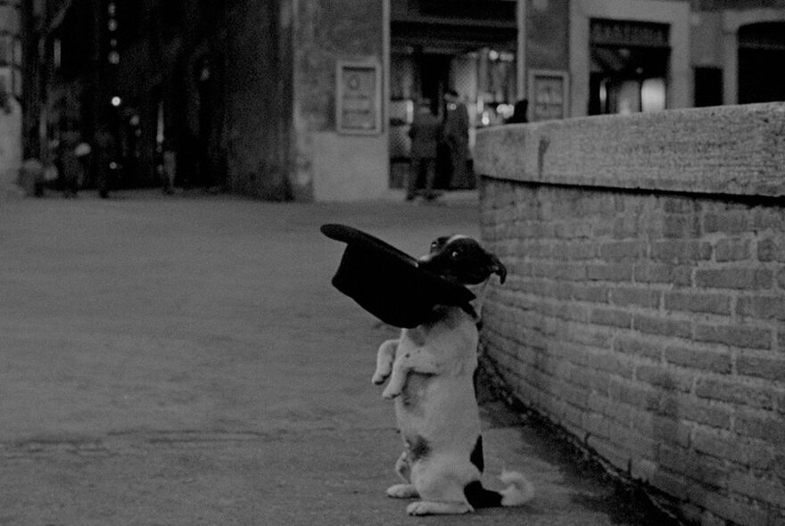 A small fox terrier dog holding a bowler hat in it's mouth and sitting up on its back hind legs in a street; a black and white still from a film.