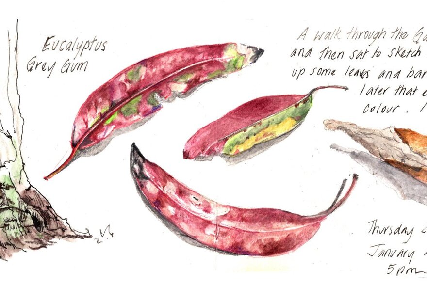 A watercolour sketch of gum leaves and other foliage with words in ink written alongside, on a white page.