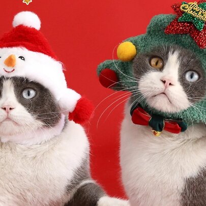 Two grey and white cats with different coloured eyes wearing silly Christmas-themed hats.