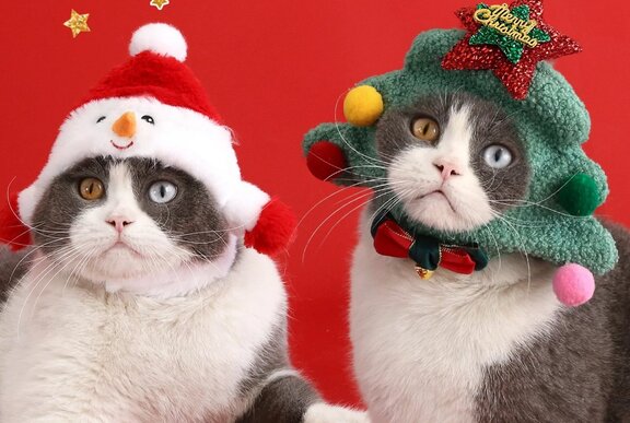 Two grey and white cats with different coloured eyes wearing silly Christmas-themed hats.