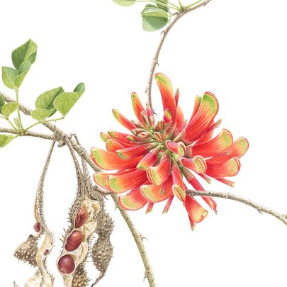A botanical illustration of Erythrina acanthocarpa, with flaming orange flowers and seed pods.