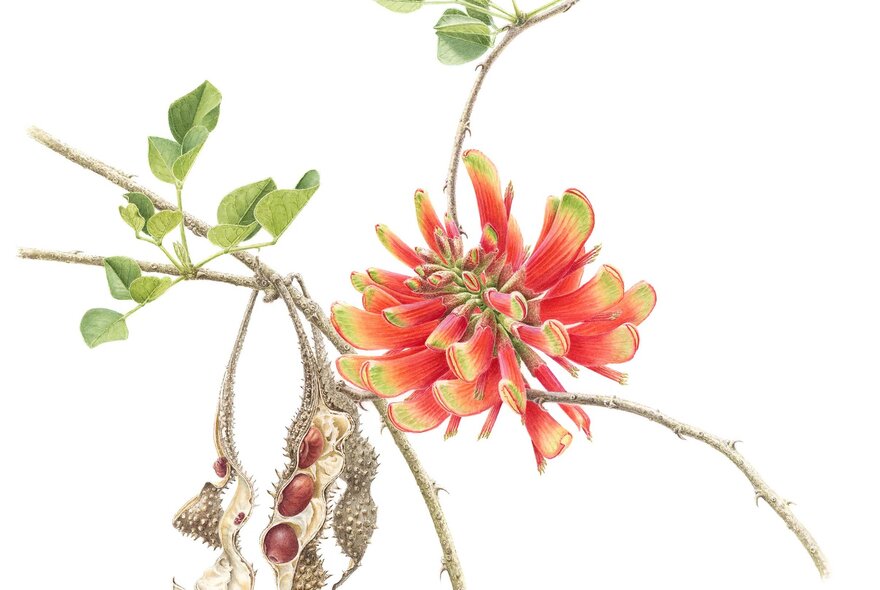 A botanical illustration of Erythrina acanthocarpa, with flaming orange flowers and seed pods.