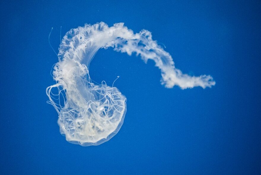 A cloud shaped like a jellyfish in a blue sky.