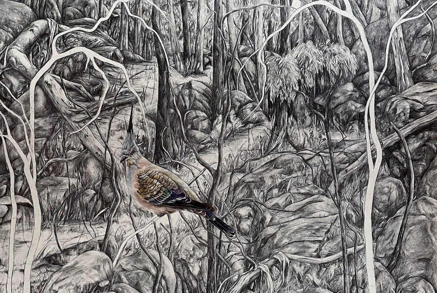 A dense, intricate graphite and watercolour drawing of a tangled ironbark forest with a bird in the foreground.