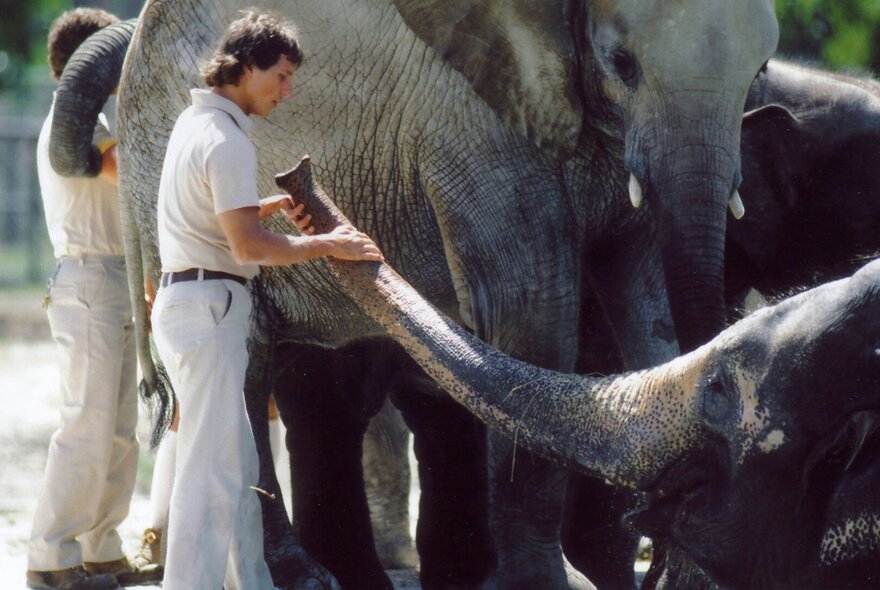 A man in 70s clothes holding the trunk of an elephant, another elephant and man behind. 