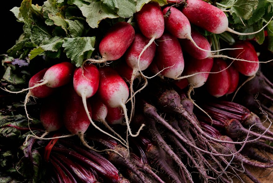 A large bunch of radishes. 
