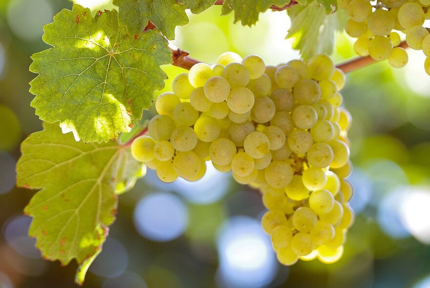 White grapes backlit by sunshine on the vine.