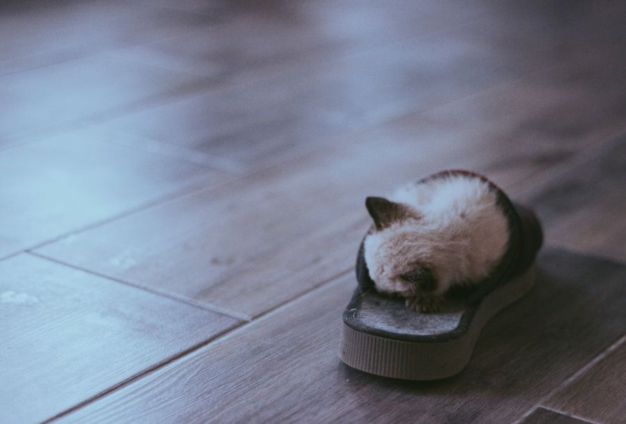 A kitten asleep inside a slipper