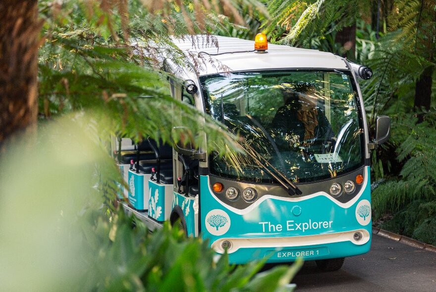 The open-sided Explorer Bus at Royal Botanic Melbourne Gardens on a path with foliage on either side.