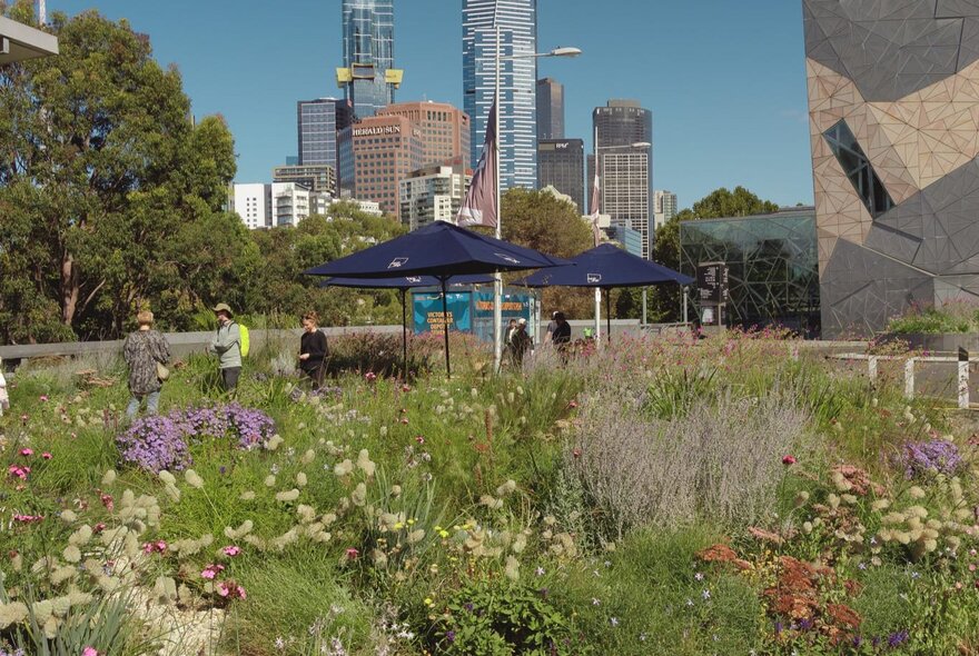 An urban wildflower garden with city buildings in the background. 