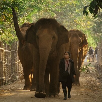 A person walking alongside a small group of Asian elephants along a dirt path enclosed by rustic wooden fencing.