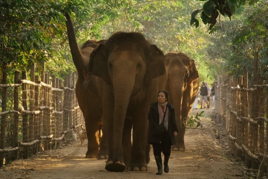 A person walking alongside a small group of Asian elephants along a dirt path enclosed by rustic wooden fencing.