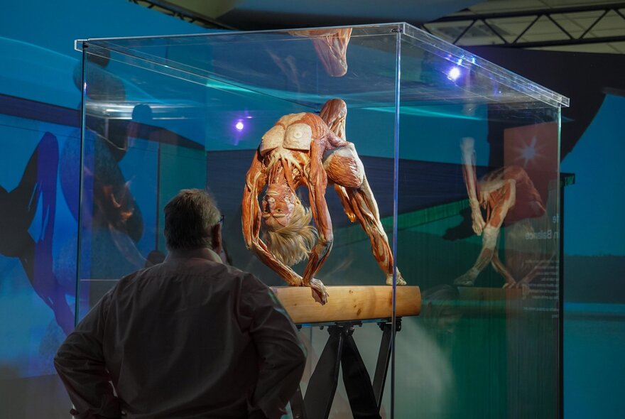 A man in a museum looking at a glass case displaying a preserved human body posed in a backbend on a balance beam, with exposed muscles visible.