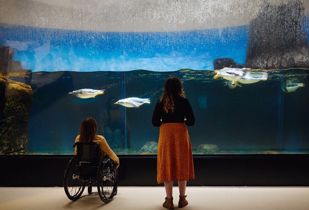 Two women looking at a tank of fish in an aquarium. Once woman is using a wheelchair.