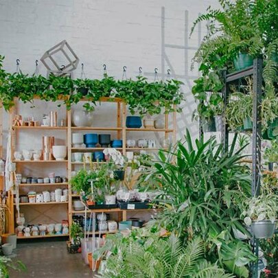 Melbourne's best indoor plant shops