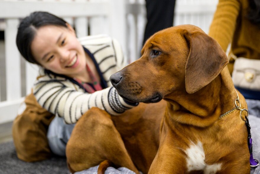 A large brown hound receiving a pat from a smiling woman in a striped top. 