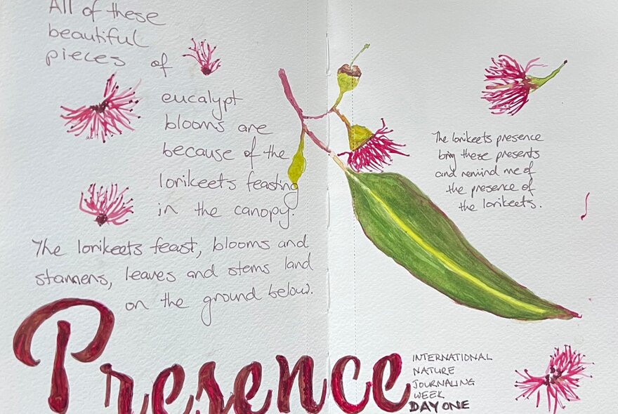 A nature journal page featuring hand-drawn botanical illustrations and handwritten notes about Eucalyptus blooms and lorikeets.