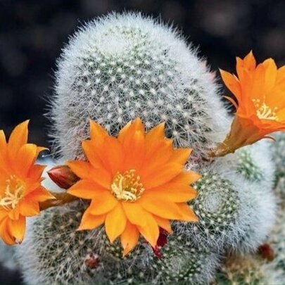 A small cactus plant with bright orange flowers.
