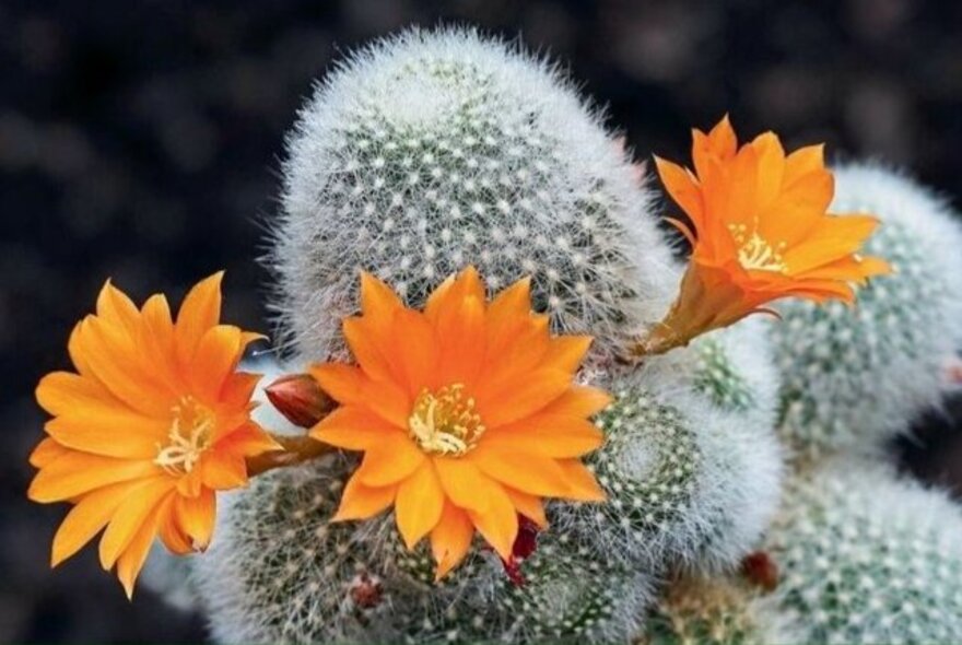 A small cactus plant with bright orange flowers.