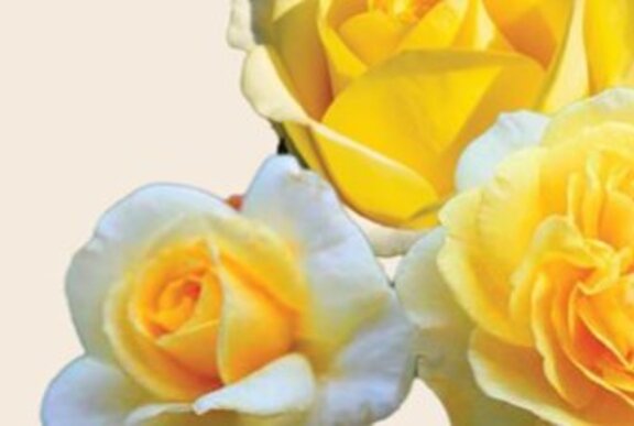 Yellow roses.
