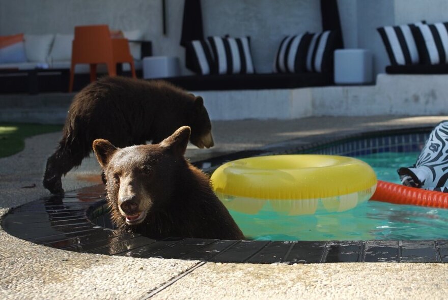 Two black bears taking a dip in a suburban swimming pool in a domestic setting.