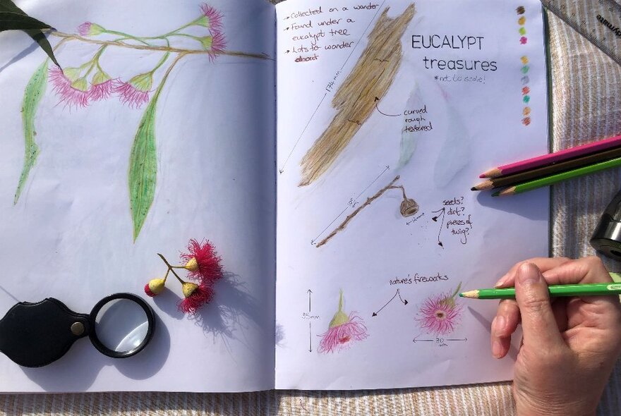 A hand holding a coloured pencil and drawing into a sketchbook that contains drawings of foliage, leaves and bark and some handwritten notes.