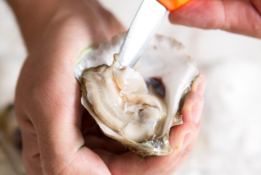 A person shucking an oyster, the knife lifting the oyster from the shell. 