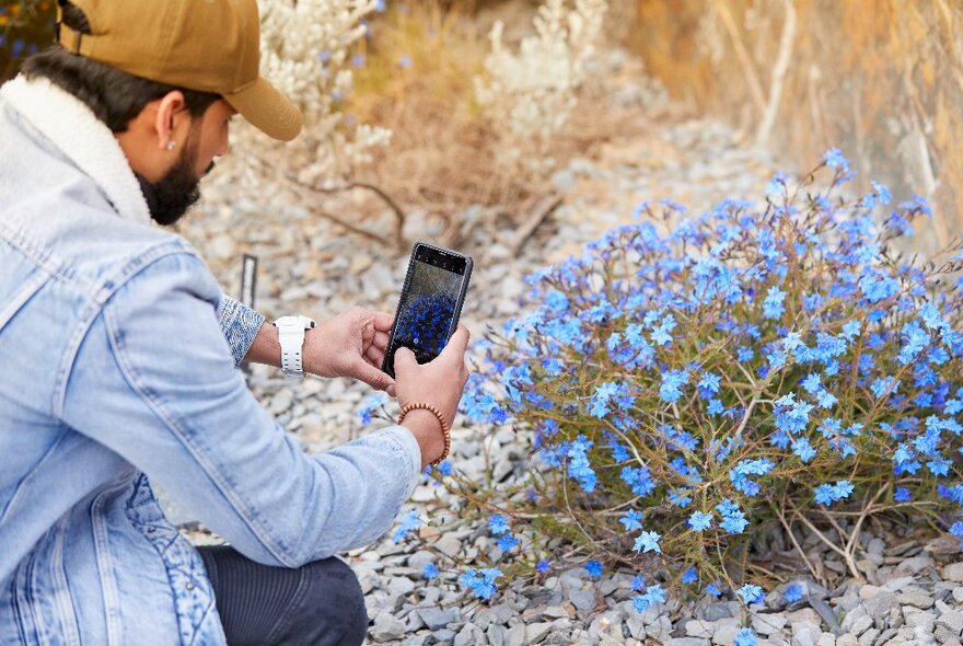 Person crouched down low and using a smartphone to photograph flowering grasses at ground level.