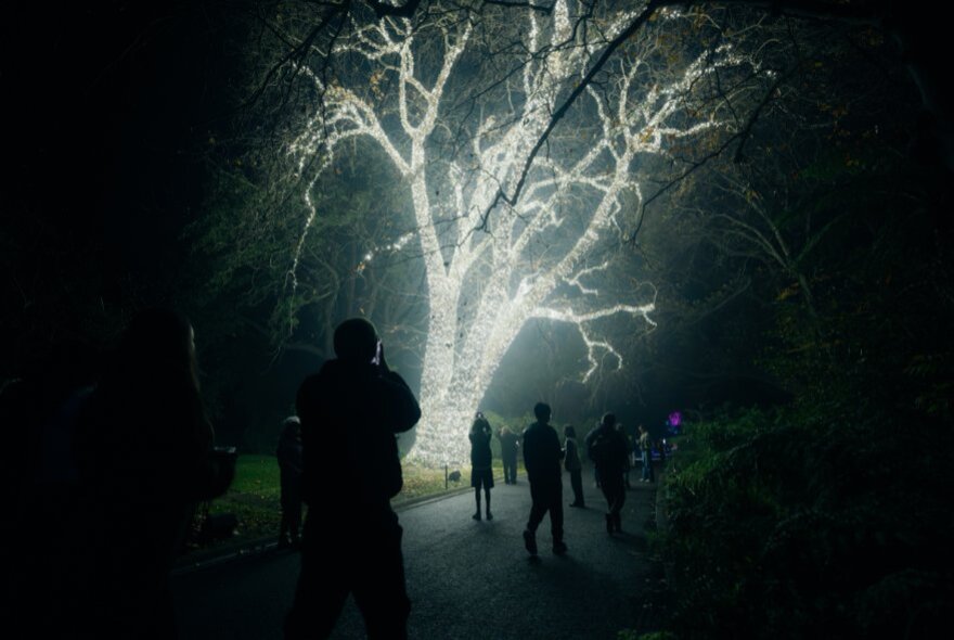 Tree at night illuminated by white light in the darkness.