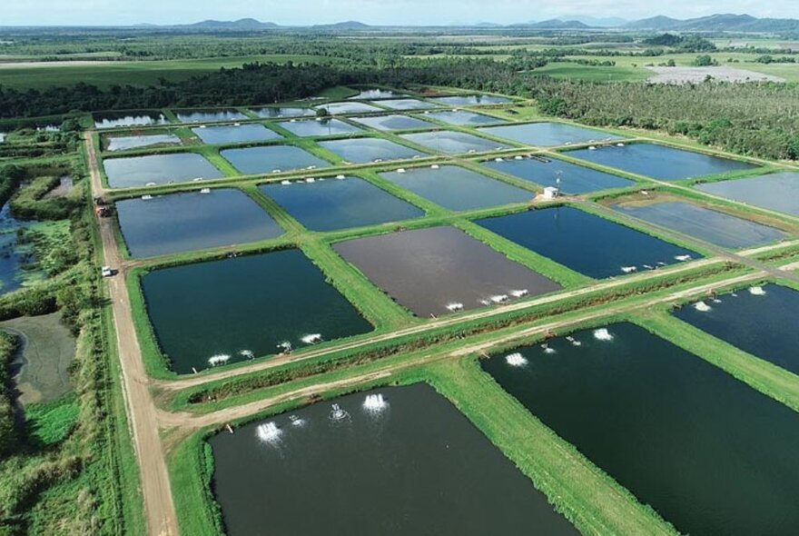 Aquaculture fields from the air. 