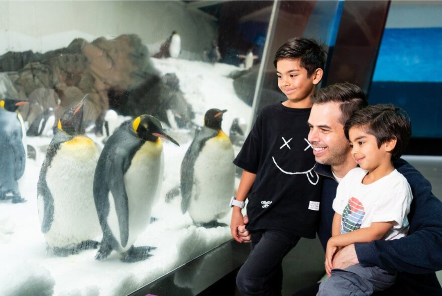 A dad and his two sons looking at the live penguins in a glass enclosure at the Melbourne Aquarium.