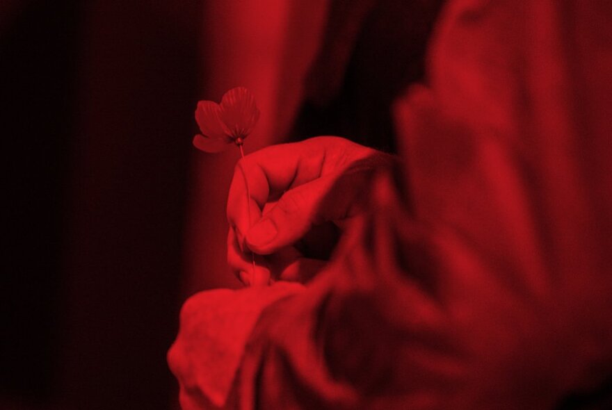 A hand holding a single poppy in a dark room with red light cast on the figure.